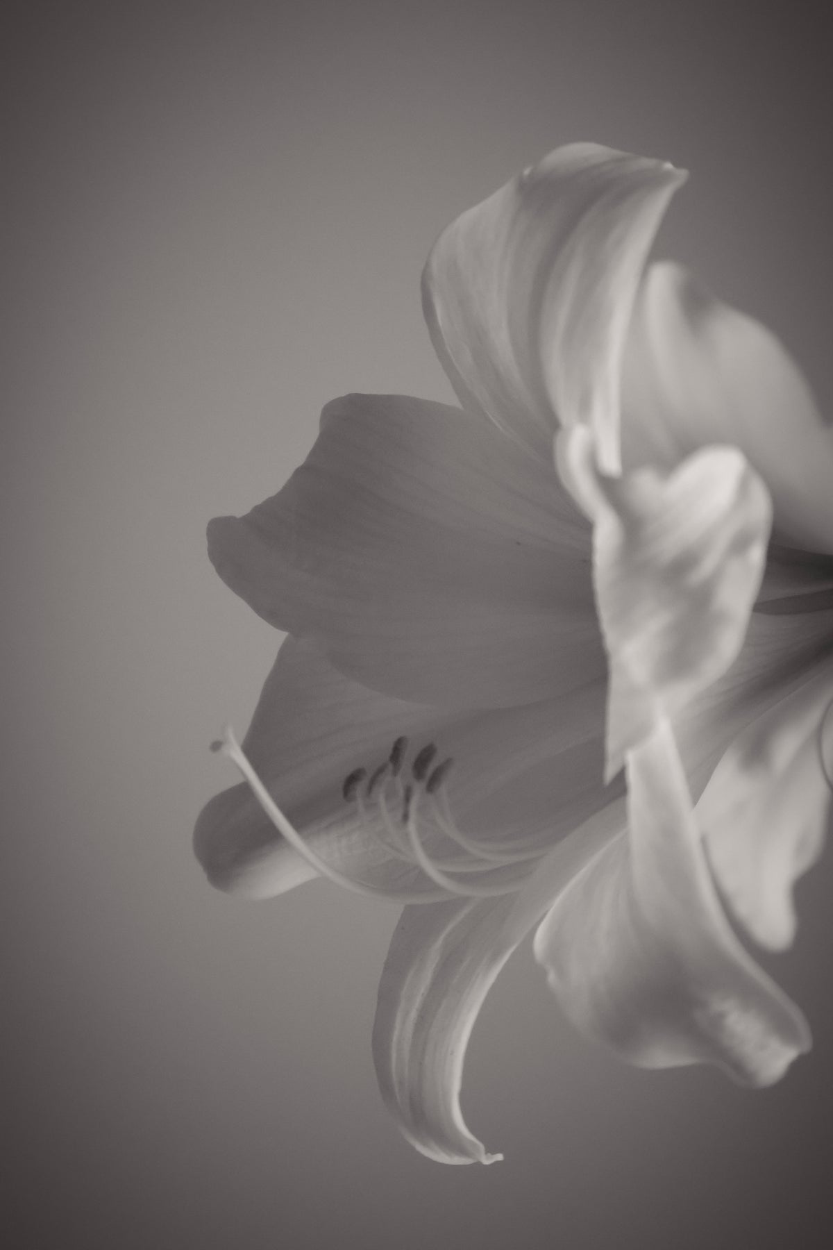 UNTITLED — A STUDY OF FLOWERS II
