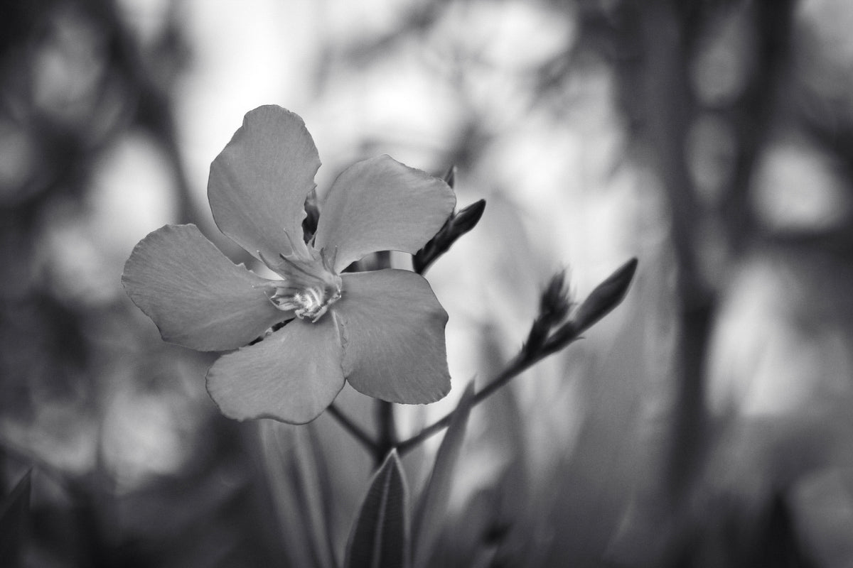UNTITLED — A STUDY OF FLOWERS IX