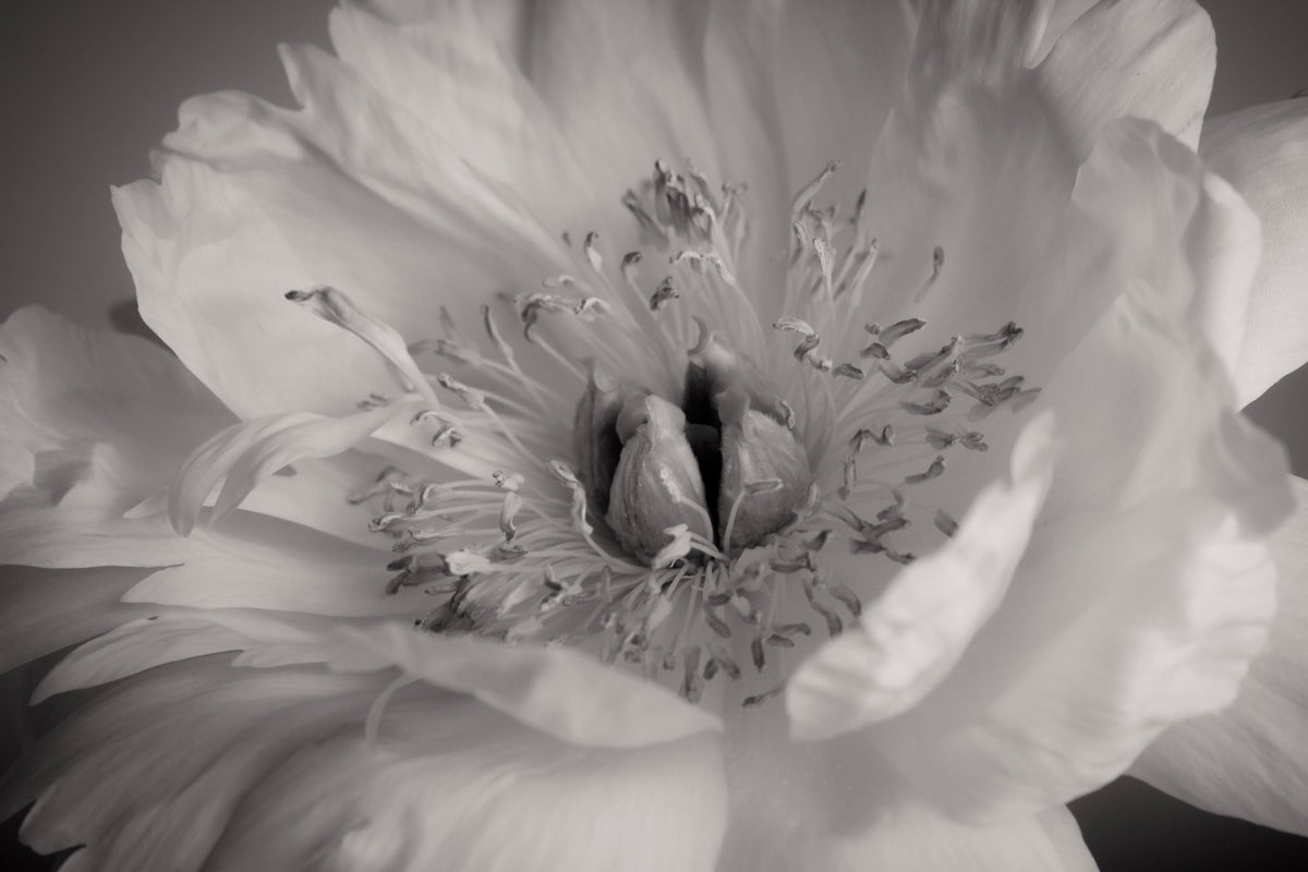 UNTITLED — A STUDY OF FLOWERS VIII