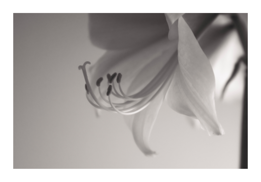 Main image UNTITLED — A STUDY OF FLOWERS V