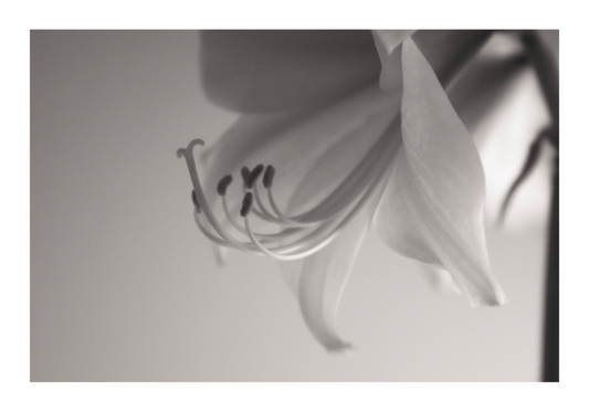 Main image UNTITLED — A STUDY OF FLOWERS V