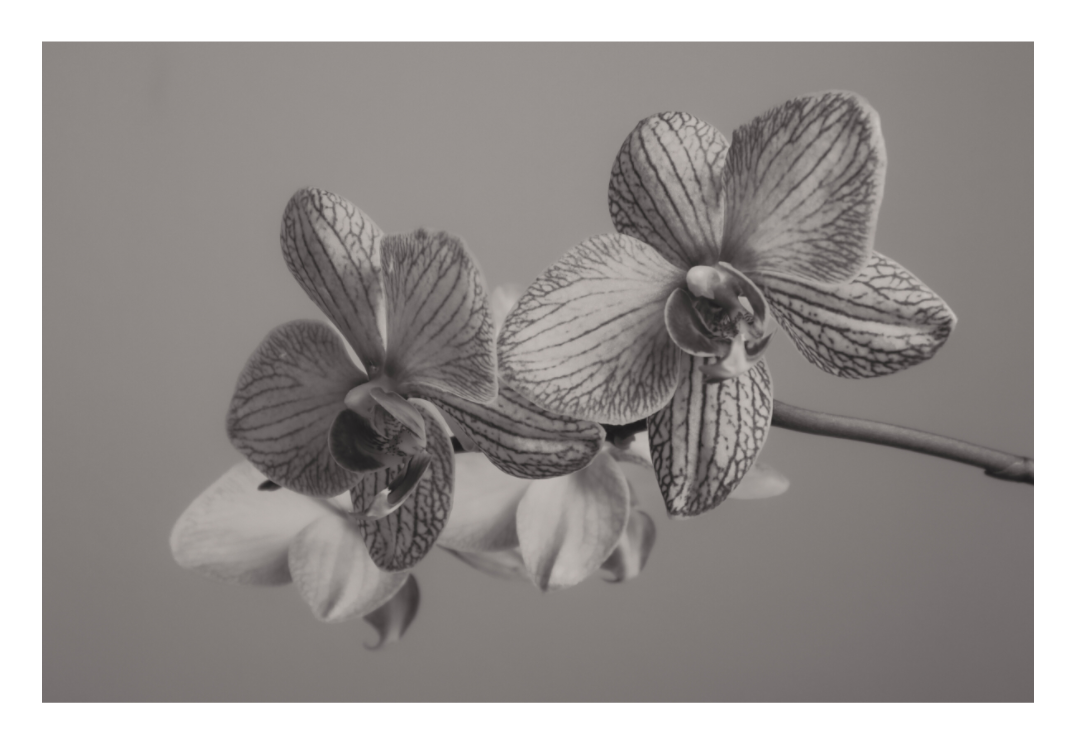 Main image UNTITLED — A STUDY OF FLOWERS VII