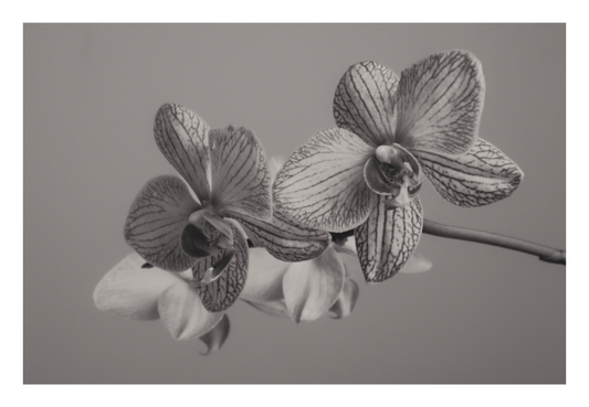 Main image UNTITLED — A STUDY OF FLOWERS VII