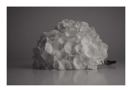 Main image UNTITLED — A STUDY OF FLOWERS IV