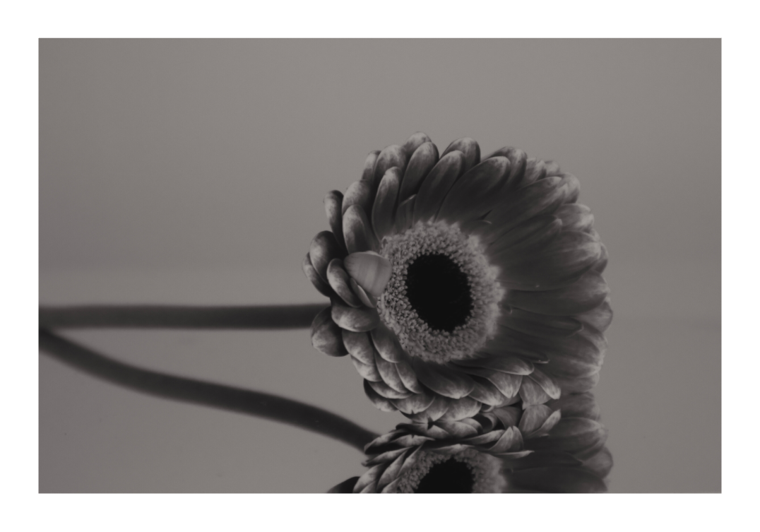 Main image UNTITLED — A STUDY OF FLOWERS I