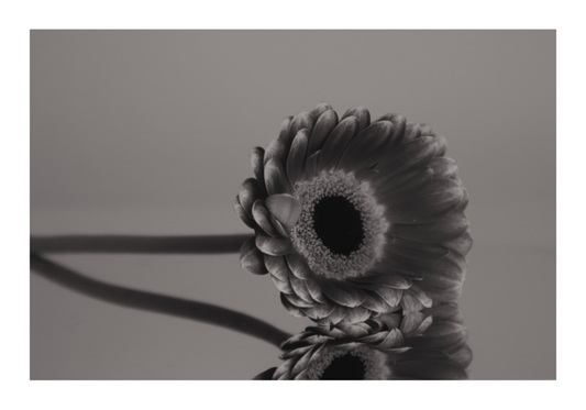 Main image UNTITLED — A STUDY OF FLOWERS I