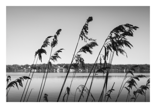 Main image A MOMENT OF STILLNESS — THE WHISPER