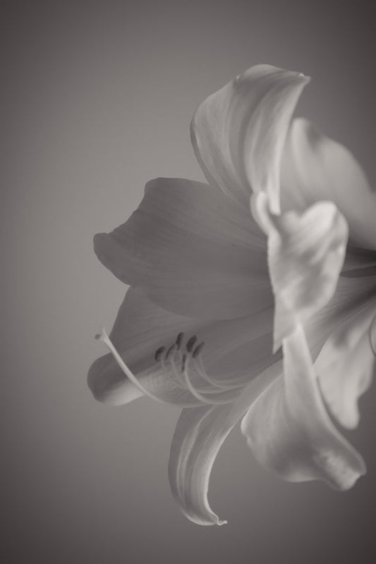 UNTITLED — A STUDY OF FLOWERS II