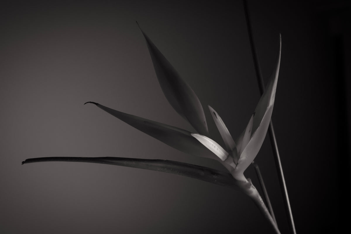 UNTITLED — A STUDY OF FLOWERS III