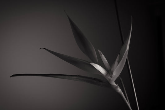 UNTITLED — A STUDY OF FLOWERS III