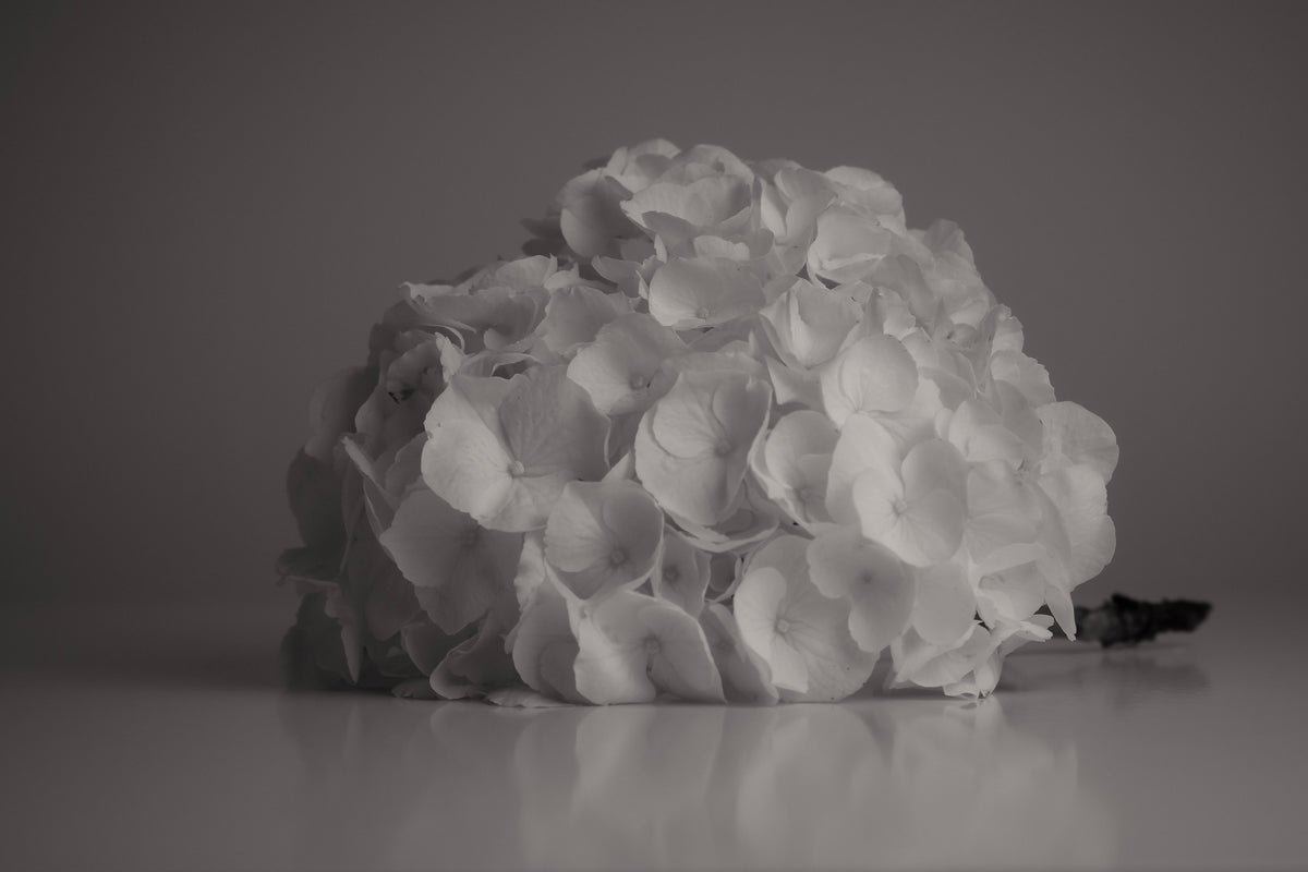UNTITLED — A STUDY OF FLOWERS IV