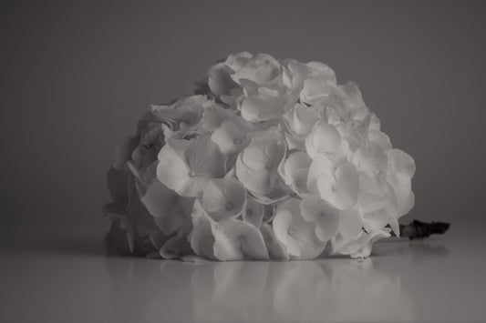 UNTITLED — A STUDY OF FLOWERS IV