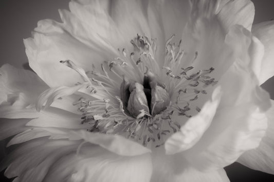 UNTITLED — A STUDY OF FLOWERS VIII