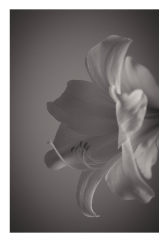 Main image UNTITLED - A STUDY OF FLOWERS II