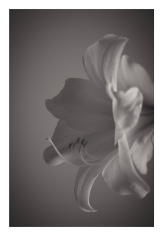 Main image UNTITLED - A STUDY OF FLOWERS II