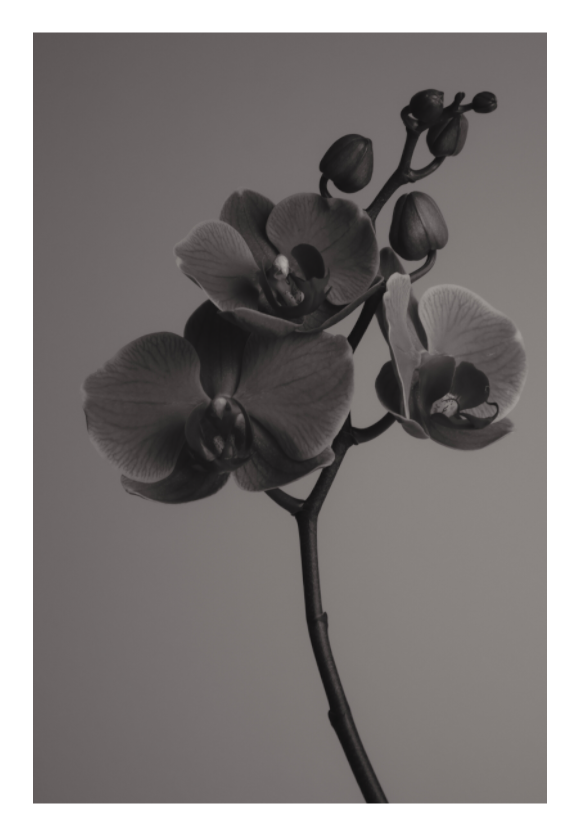 Main image UNTITLED — A STUDY OF FLOWERS VI