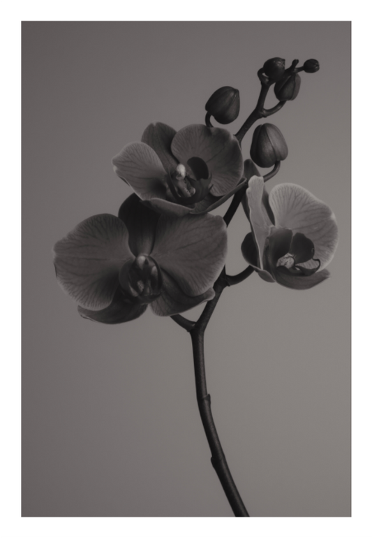 Main image UNTITLED — A STUDY OF FLOWERS VI