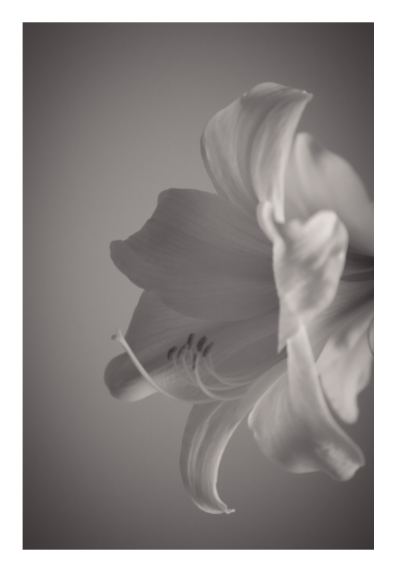 Main image UNTITLED — A STUDY OF FLOWERS II