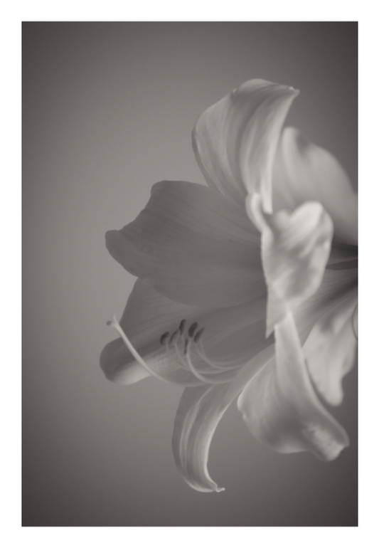Main image UNTITLED — A STUDY OF FLOWERS II