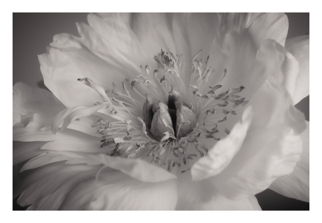 Main image UNTITLED – A STUDY OF FLOWERS VIII