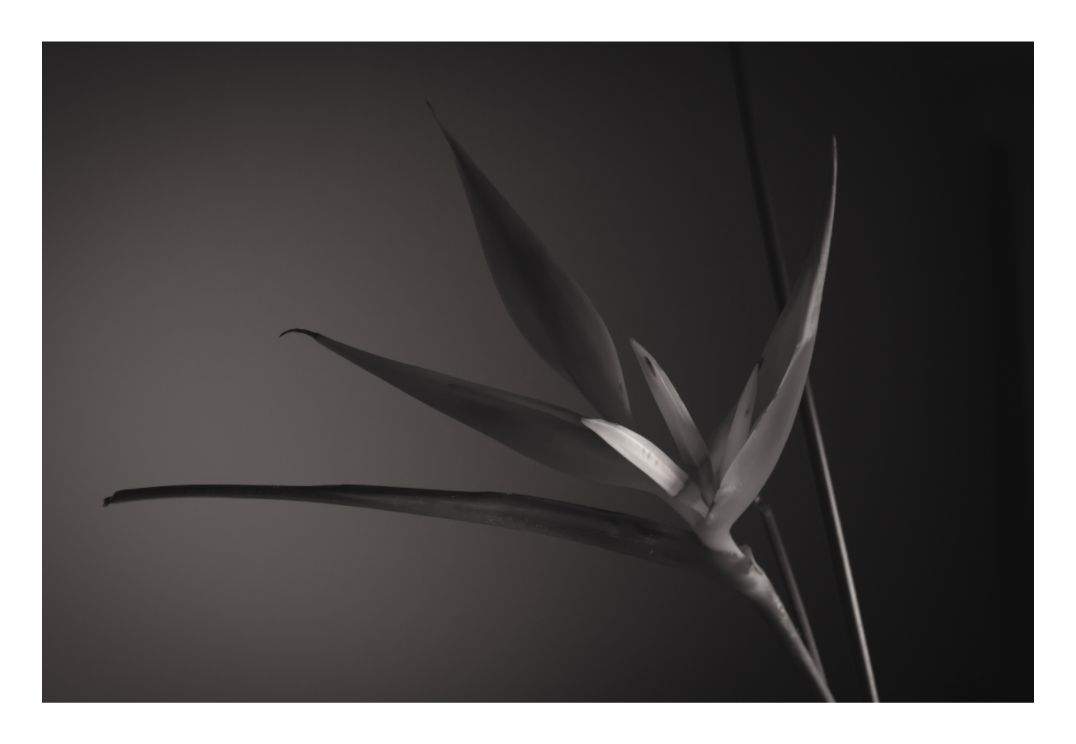 Main image UNTITLED — A STUDY OF FLOWERS III