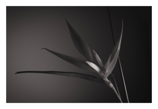 Main image UNTITLED — A STUDY OF FLOWERS III